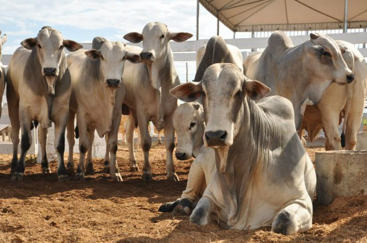 Tendência no mercado do boi gordo é altista A consultora sinaliza que a falta de boi é sistêmica, em função da seca que chegou forte.