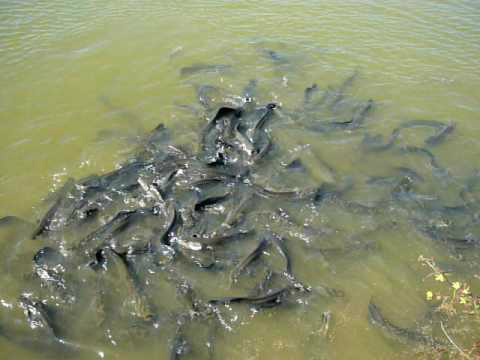 Mato Grosso enfrenta gargalos na produção de peixe mesmo sendo exportador