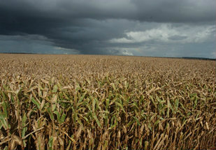 Soja derruba milho, arroz e feijão