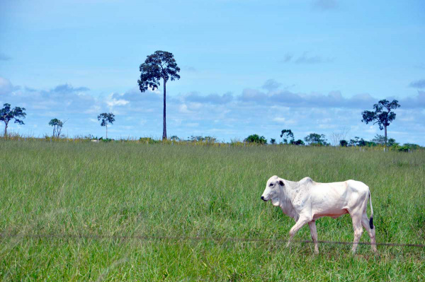 Após denúncia, empresa agrícola se compromete a regularizar atividades