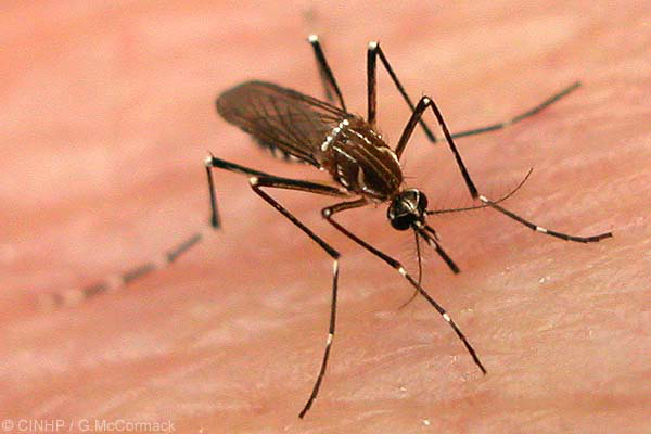Dengue coloca Amambai em 7º lugar em casos registrados Notificações já chegam a 866 / Foto: Divulgação