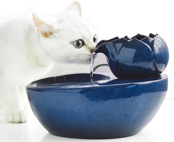 Por que seu gato tenta beber a água do pote com a pata? Gatos preferem água corrente, por isso invista em fontes. (Fonte: PxHere)