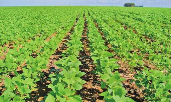 MS registra 90,4% de área plantada MS registra 90,4% de área plantada