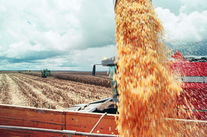 Governo intercede e Mapa permite ampliação do prazo de plantio do milho safrinha