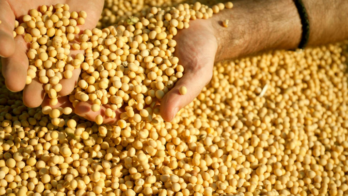 Expansão da soja eleva safra de grãos do país