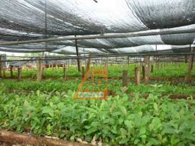 UEMS incentiva produção da erva-mate no Assentamento Itamarati