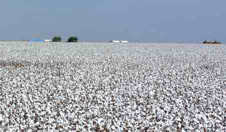 Vazio sanitário do algodão tem início em 1º de outubro em MS