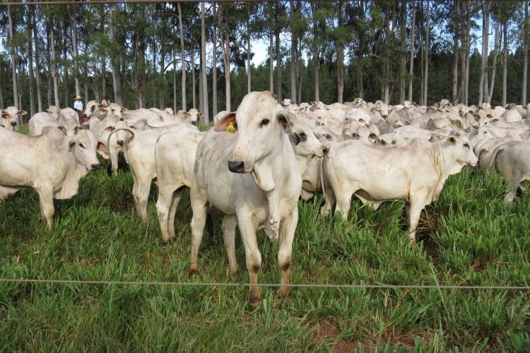 OIE declara Brasil como livre da pleuropneumonia contagiosa bovina Foto: Divulgação