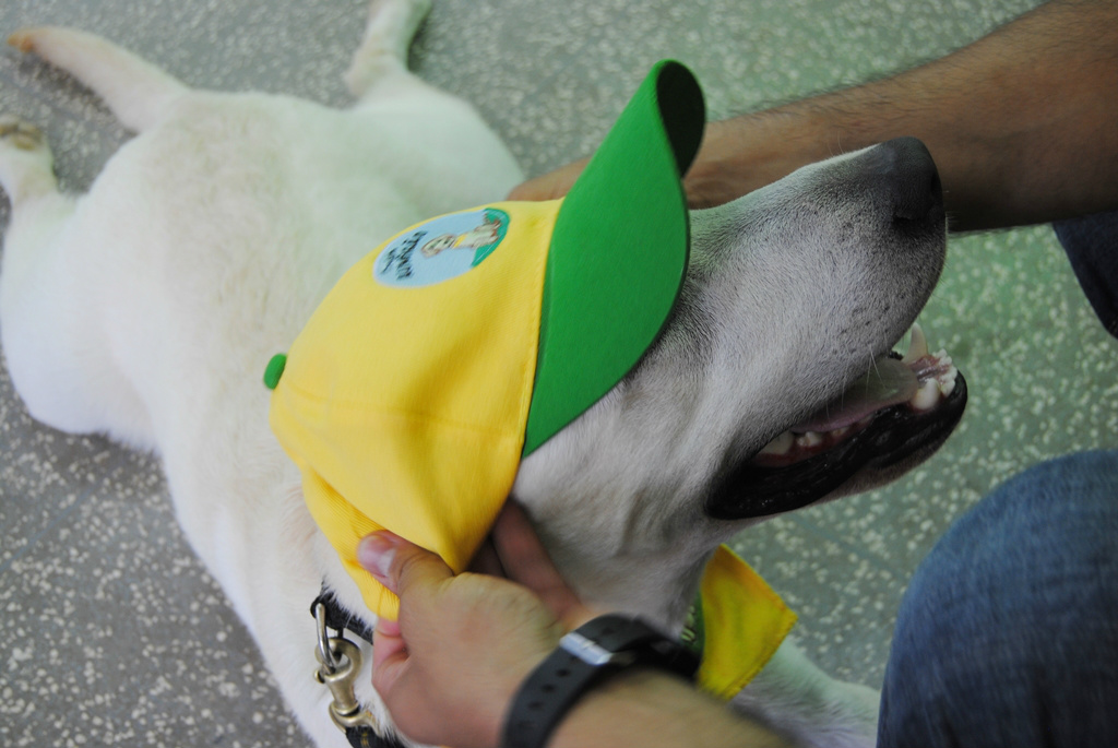 Lilico, o cão “Aumigão”, visita alunos da escola Felipe de Brum O cão Labrador, o Lilico.