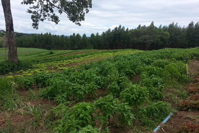 Agro Centro-Oeste 2017 promove integração sustentável da agricultura familiar Foto: Divulgação