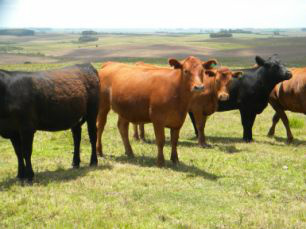 Pecuaristas apostam no cruzamento do gado na busca pela melhor raça