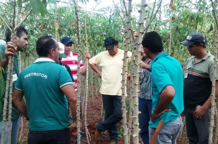 Capacitação oferecida pelo Senar/MS em Cultivo de Mandioca realizada em Dourados (MS) / Foto: Assessoria