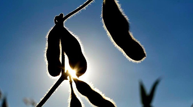 Mato Grosso do Sul adota o período sem plantas vivas de soja nas propriedades buscando prevenir a incidência de ferrugem asiática / Foto: Divulgação 