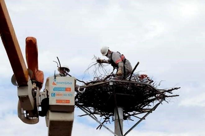 Após ter ninho destruído pelo fogo, Tuiuiú ganha nova casa de estrutura metálica Ninho danificado foi recuperado por concessionária de energia elétrica - Divulgação