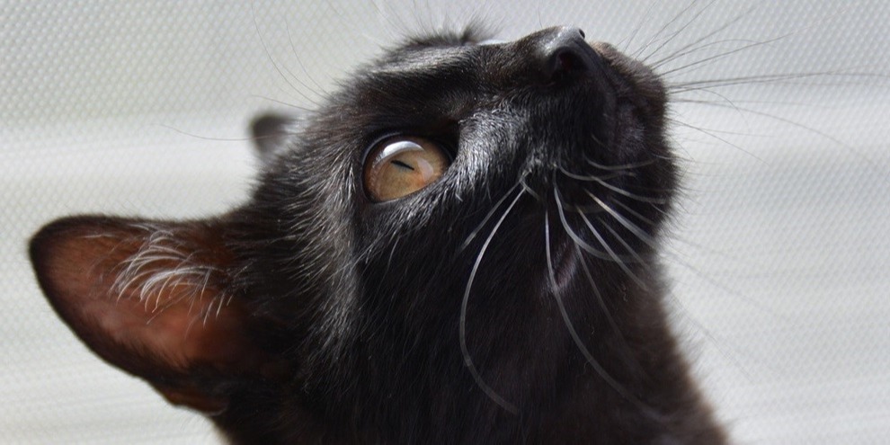 Gato preto e o azar: entenda como surgiu a superstição Gato preto e o azar: entenda como surgiu a superstição