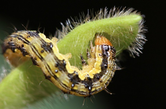 Helicoverpa armigera é um dos temas do 13º Siconbiol Helicoverpa armigera é um dos temas do 13º Siconbiol