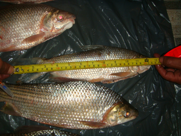 PMA autua dois pescadores por captura de peixe fora da medida PMA autua dois pescadores por captura de peixe fora da medida