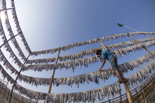 Segundo a FAO, a atividade pesqueira ilegal retira do mar 26 milhões de toneladas de peixe, valendo US$ 23 bilhões por ano. Foto: FAO/Zakir Hossain