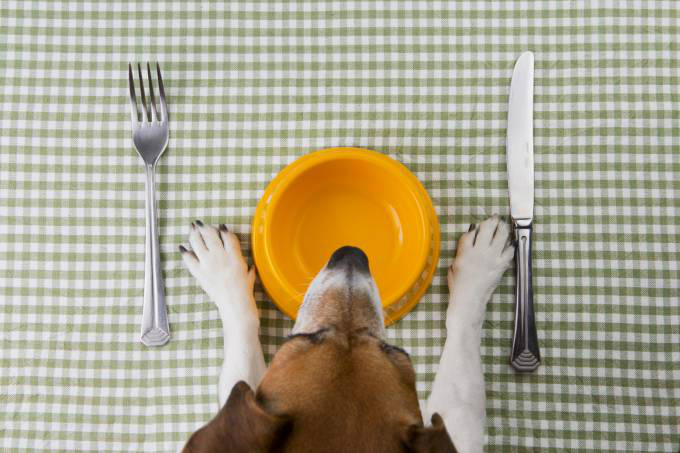 10 alimentos que o seu cão não deve ingerir