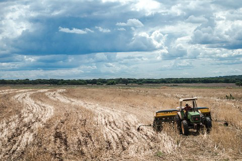 Plantio de soja avança para 76% da área no país