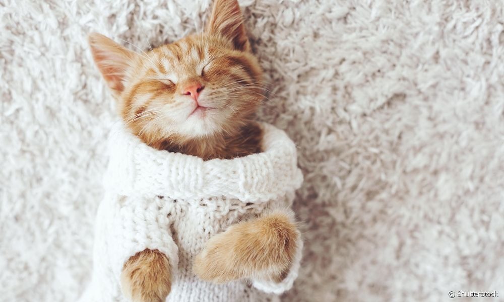 A roupa para gato aquece nos dias frios e deixa o animal estiloso