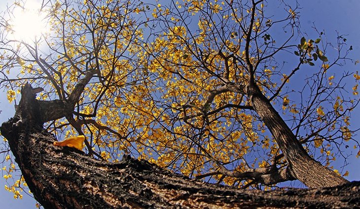 Semana começa com tempo firme na maior parte de Mato Grosso do Sul Foto: Chico Ribeiro