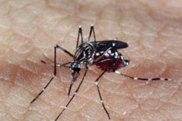 Pesquisadores do Pará desenvolvem repelente para combater o Aedes aegypti O estudo teve inicio há 10 anos, a partir da constatação de ribeirinhos que relataram a ausência do mosquito transmissor da malária nas regiões onde são encontradas a planta amazônica / Foto: Divulgação