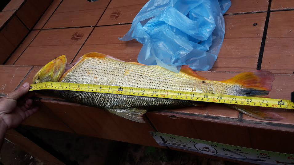 PMA prende pescador por pesca predatória no rio Miranda