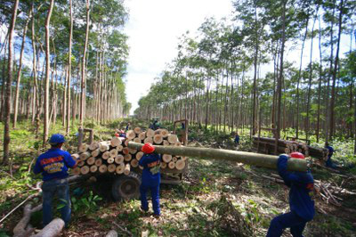 Papa diz que exploração da natureza é pecado de nosso tempo