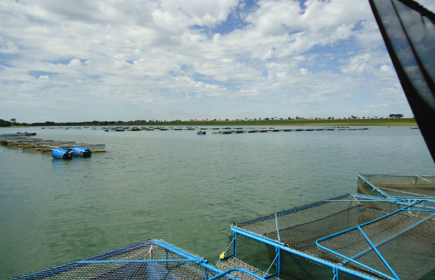 Foto: Divulgação/MPAParques aquícolas podem triplicar produção de pescado em MS