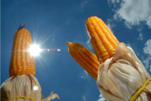 Colheita da soja chega ao fim e plantio da safrinha de milho avança no MS