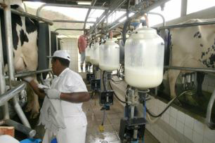 MS já importou R$ 12 milhões em leite em 2012