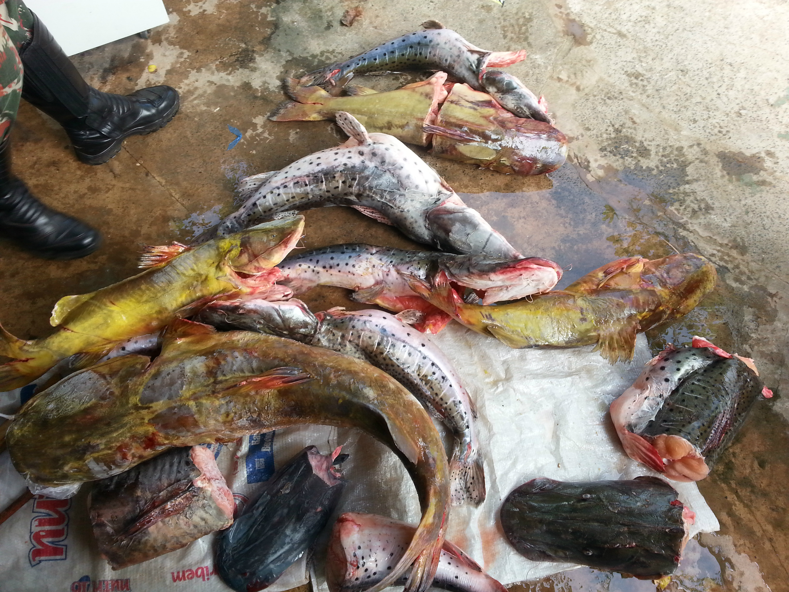 PMA prende pescador com pescado capturados durante a piracema