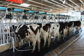 Pecuária leiteira contribui para alta de 4,37% do PIB da agropecuária