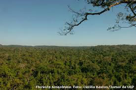 Floresta Amazônica Foto: Cecília Bastos/Jornal da USP
