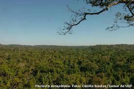 Floresta é a solução pra tudo Floresta Amazônica Foto: Cecília Bastos/Jornal da USP
