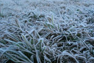 Geada afeta 106 mil ha de canaviais e provoca prejuízos de R$ 600 milhões em MS