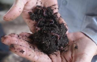 Embrapa ensina como produzir minhocas e húmus em pequenas propriedades A gigante-africana é uma das espécies mais usadas no BrasilFoto: Divulgação