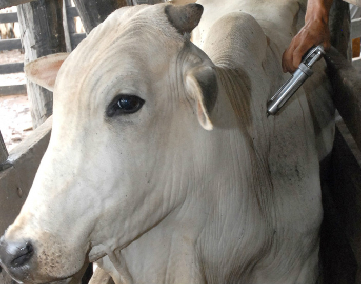 Segunda etapa de vacinação de bovinos e bubalinos tem início nesta terça (13) Segunda etapa de vacinação de bovinos e bubalinos tem início nesta terça (13)