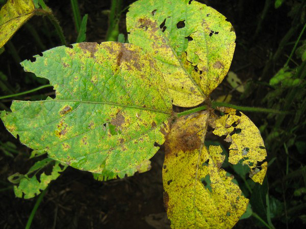 A ferrugem é causada pelo fungo Phakopsora pachyhizi e foi identificada no Brasil em 2001