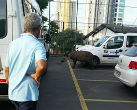 PMA e CRAS capturam anta no cento de Campo Grande
