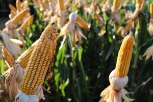 2ª safra de milho apresenta bom potencial de produtividade em MS Foto: Divulgação
