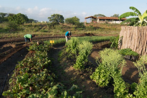 MDA promove encontro sobre Agricultura Familiar Orgânica MDA promove encontro sobre Agricultura Familiar Orgânica