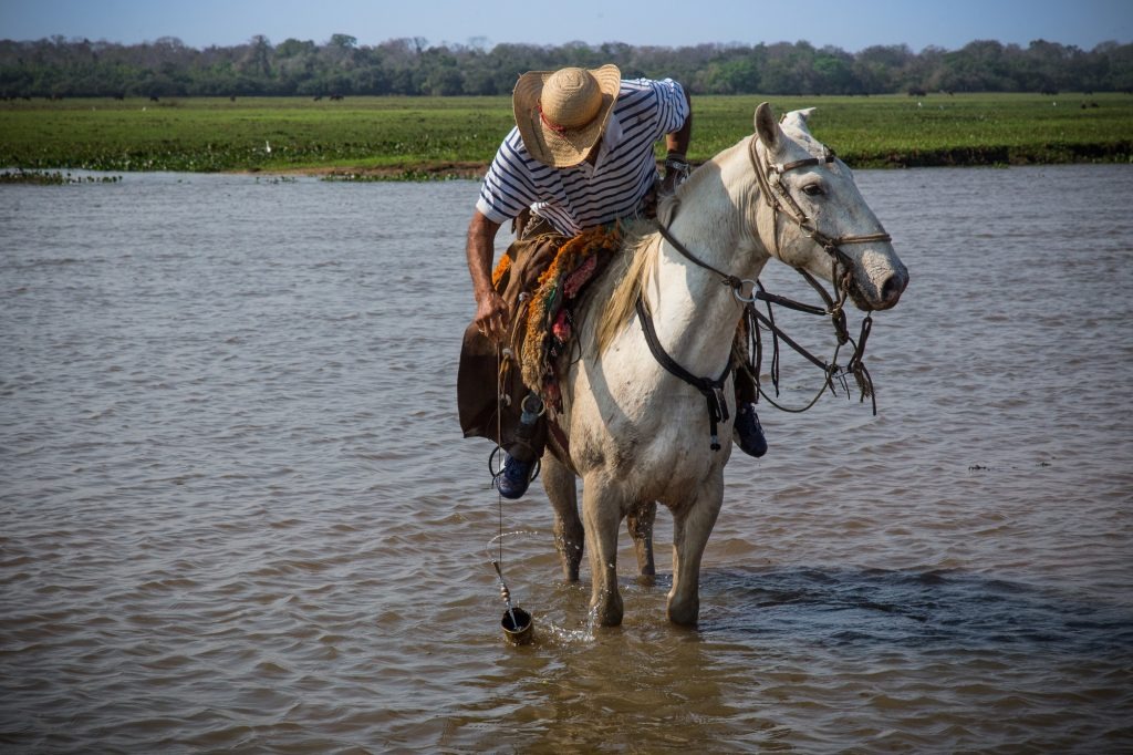 Cavalgadas são aventura certa para viver um pouco da cultura do homem pantaneiro O Pantanal é um paraíso para observadores e fotógrafos de fauna e flora e comportamento humano / Foto: @Visitms