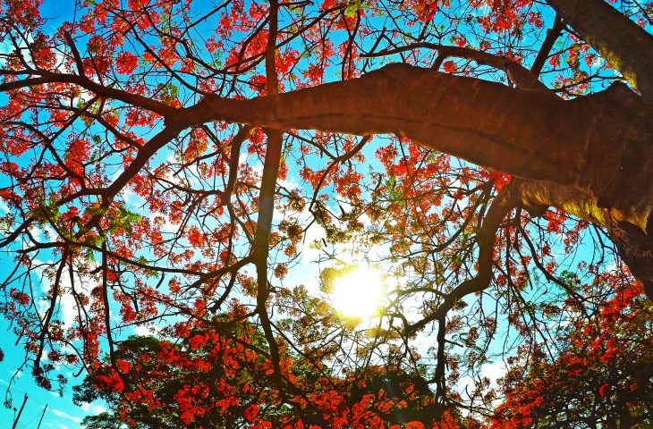 Previsão é de sol entre nuvens e máxima de 30°C para esta sexta-feira Foto: Saul Schramm