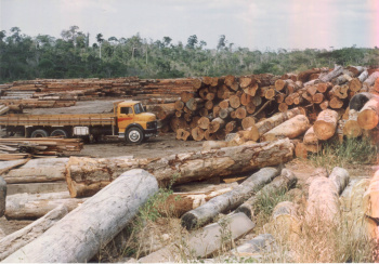 Desmatamento da Amazônia afeta chuvas em países distantes da floresta