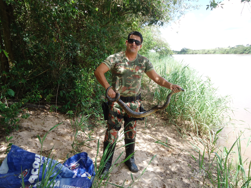 PMA captura Sucuri em chácara e solta no rio Iguatemi
