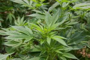 Legalização da maconha é o tema do Observatório da Imprensa