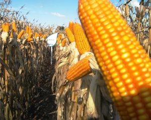 PIB mostra que momento político não tira confiança do produtor rural Foto: Divulgação