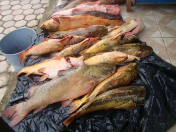 PMA prende pescador com 111 kg de pescado no Pantanal